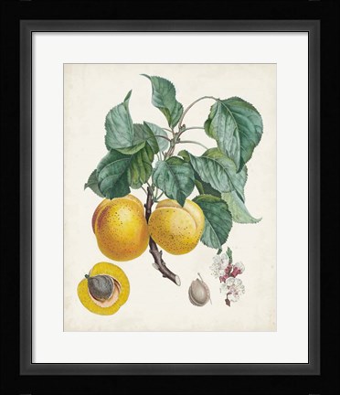 Framed Abricot- Peche Print