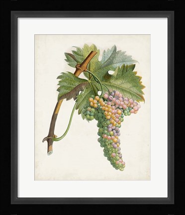 Framed Raisin de Corunthe Print