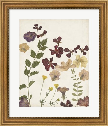 Framed Pressed Flower Arrangement V Print
