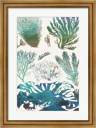 Framed Aquatic Assemblage II Print