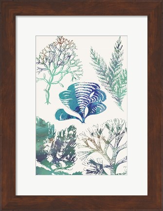 Framed Aquatic Assemblage III Print