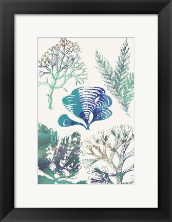 Framed Aquatic Assemblage III Print