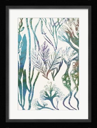 Framed Aquatic Assemblage V Print