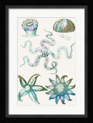 Framed Aquatic Assemblage VII Print