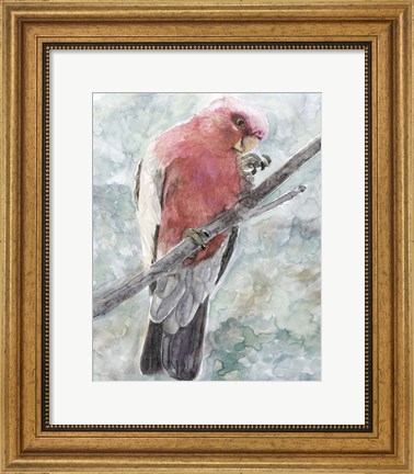 Framed Tropic Parrot I Print