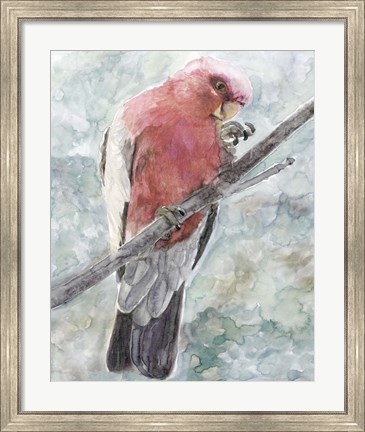 Framed Tropic Parrot I Print