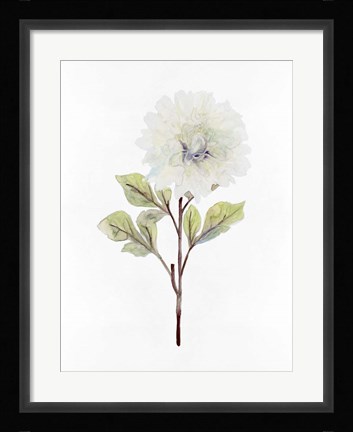 Framed White Blossom I Print