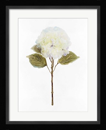 Framed White Blossom III Print