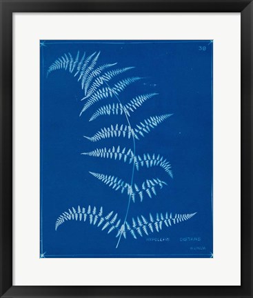 Framed Cyanotype Ferns I Print