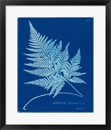 Framed Cyanotype Ferns II Print