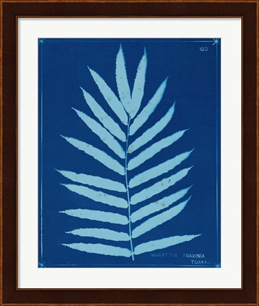 Framed Cyanotype Ferns III Print