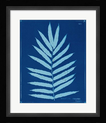 Framed Cyanotype Ferns III Print