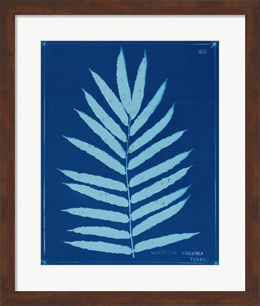 Framed Cyanotype Ferns III Print