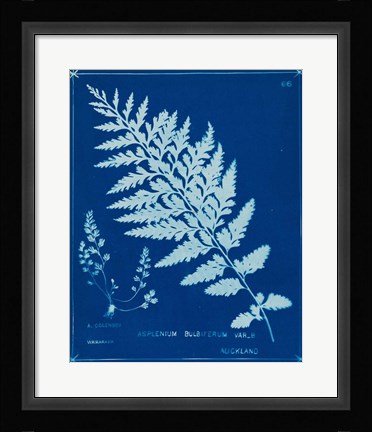 Framed Cyanotype Ferns IV Print