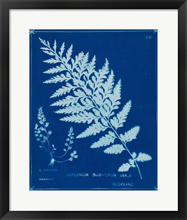 Framed Cyanotype Ferns IV Print