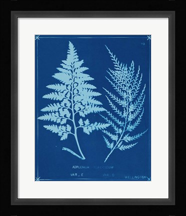 Framed Cyanotype Ferns V Print