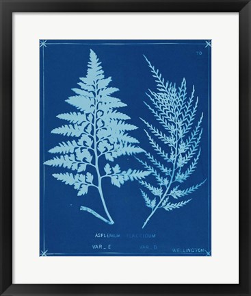 Framed Cyanotype Ferns V Print