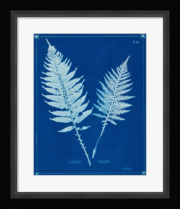 Framed Cyanotype Ferns VI Print