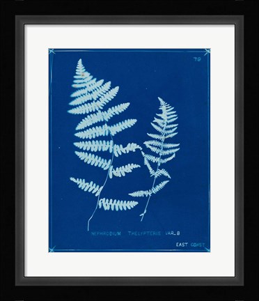 Framed Cyanotype Ferns VIII Print