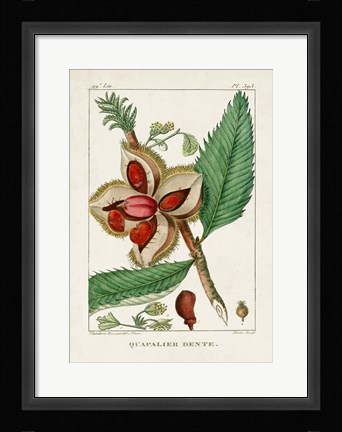 Framed Turpin Foliage &amp; Fruit II Print