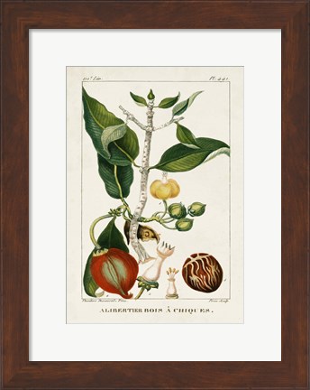Framed Turpin Foliage &amp; Fruit III Print