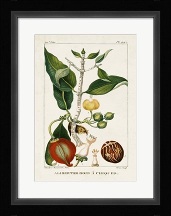 Framed Turpin Foliage &amp; Fruit III Print