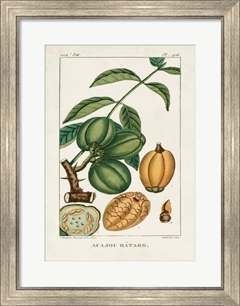 Framed Turpin Foliage &amp; Fruit IV Print