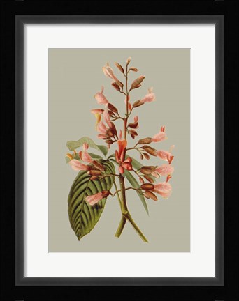 Framed Botanical Array I Print