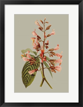 Framed Botanical Array I Print