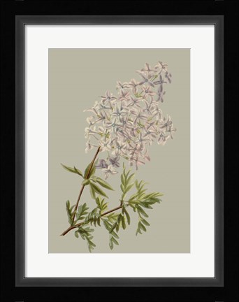 Framed Botanical Array II Print