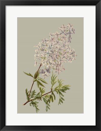 Framed Botanical Array II Print