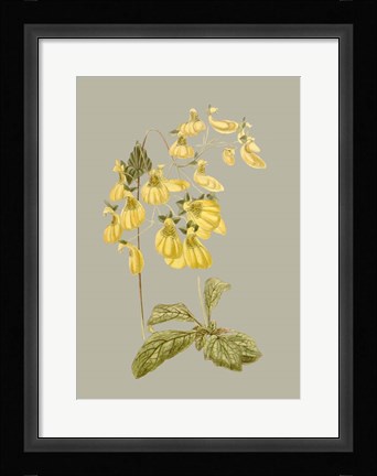 Framed Botanical Array III Print