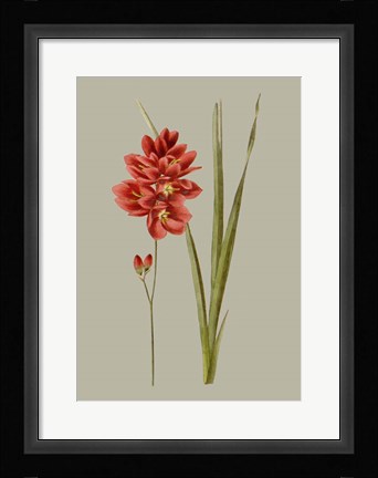 Framed Botanical Array IV Print