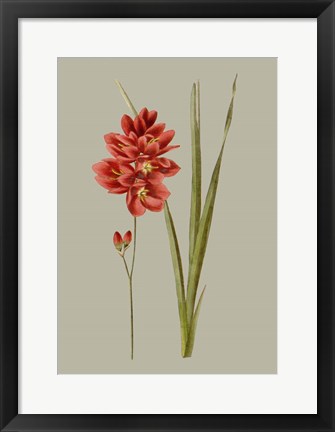 Framed Botanical Array IV Print