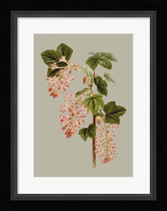Framed Botanical Array V Print