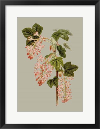 Framed Botanical Array V Print