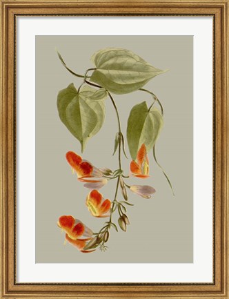 Framed Botanical Array VI Print