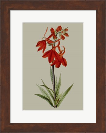 Framed Botanical Array VII Print