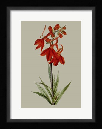 Framed Botanical Array VII Print