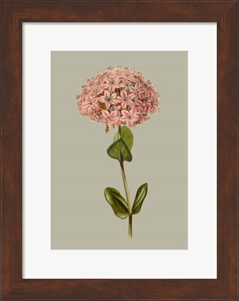 Framed Botanical Array VIII Print
