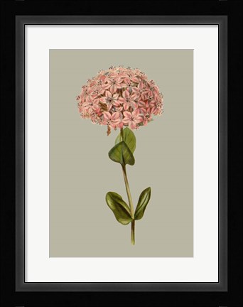 Framed Botanical Array VIII Print
