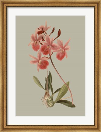 Framed Botanical Array IX Print