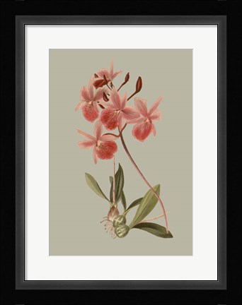 Framed Botanical Array IX Print