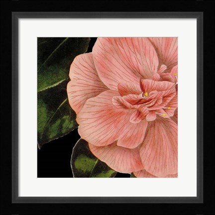 Framed Dramatic Camellia I Print