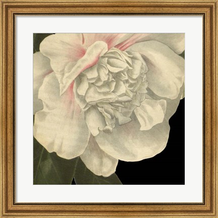 Framed Dramatic Camellia II Print
