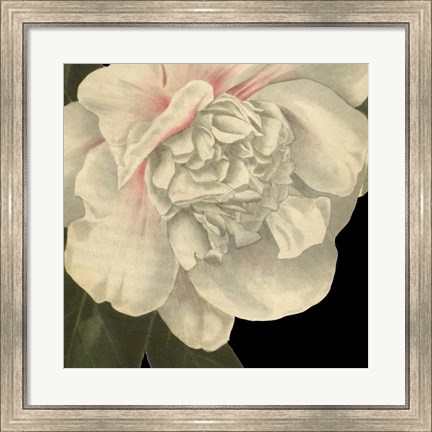 Framed Dramatic Camellia II Print