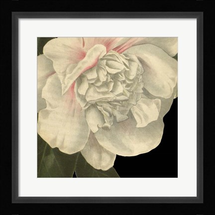 Framed Dramatic Camellia II Print