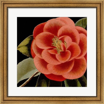 Framed Dramatic Camellia III Print