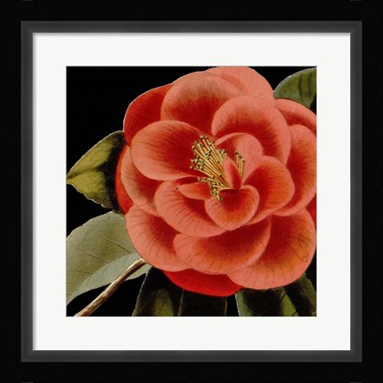 Framed Dramatic Camellia III Print