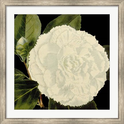 Framed Dramatic Camellia IV Print